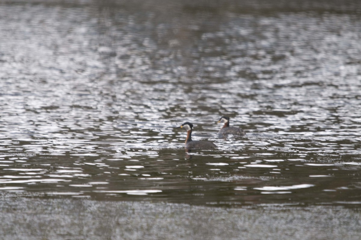 Red-necked Grebe - ML162766001