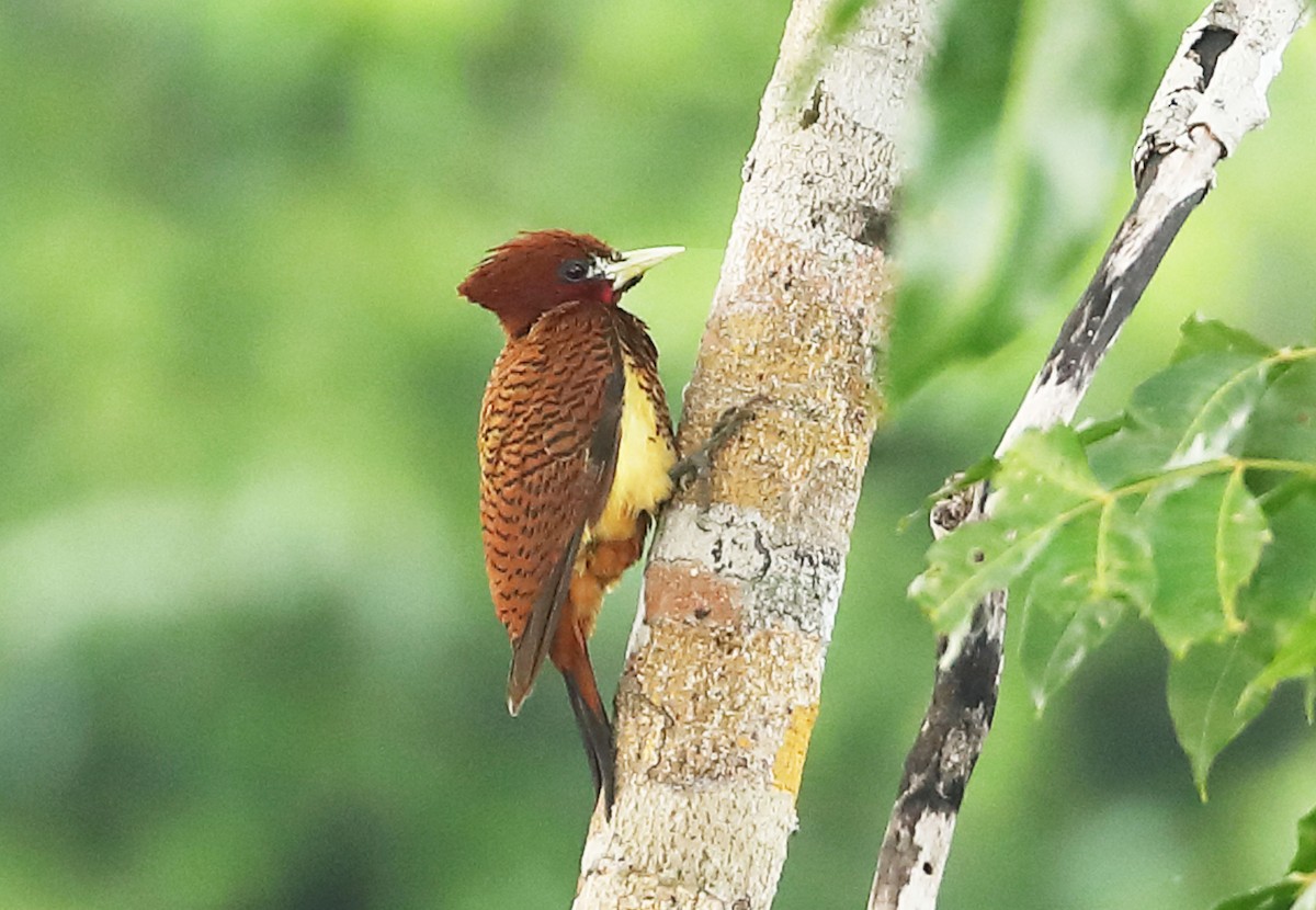 Waved Woodpecker (Scale-breasted) - Ly Lan Le Do