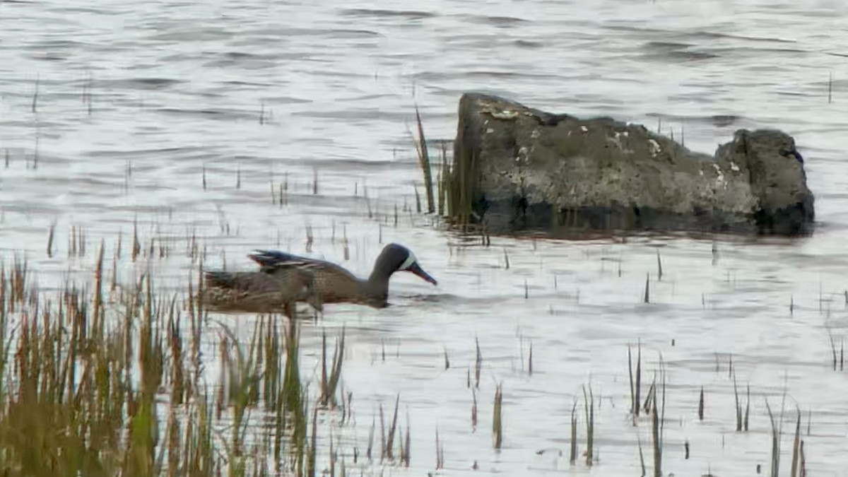 Blue-winged Teal - ML162768621