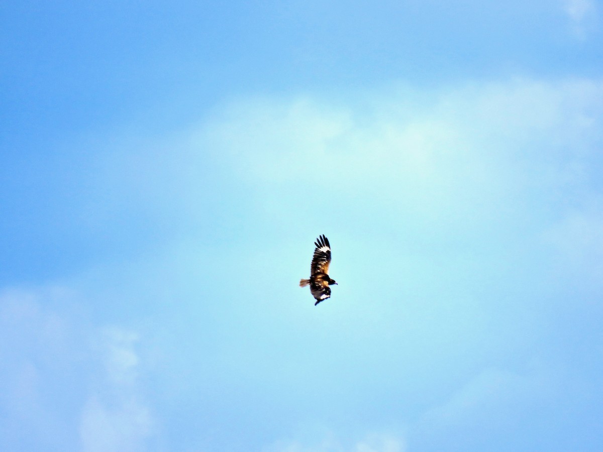 Black-breasted Kite - Colin Palethorpe