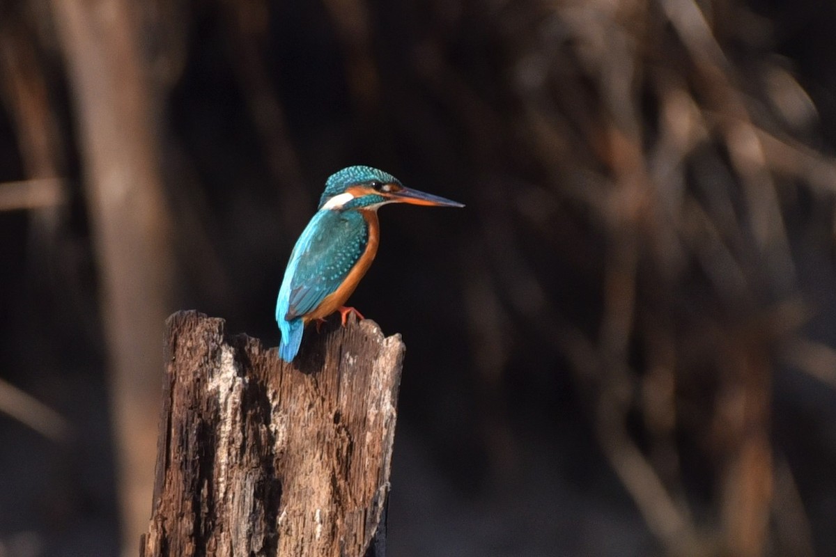 Common Kingfisher - Sajeev Krishnan