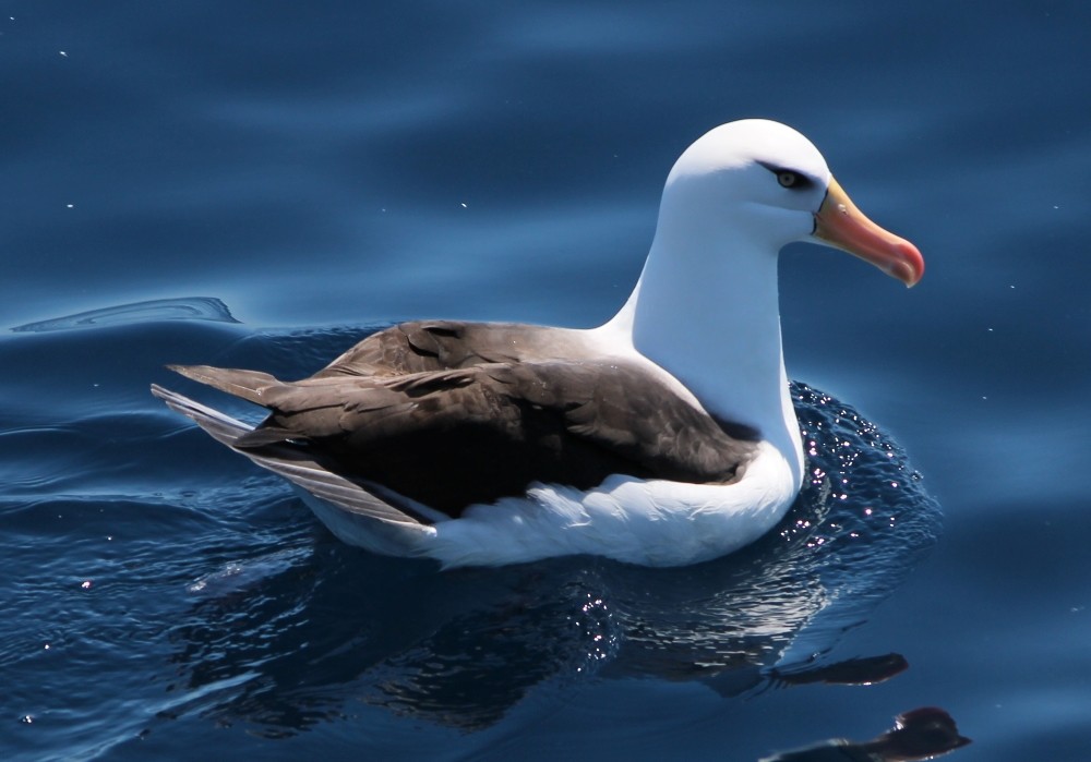 Black-browed Albatross (Campbell) - ML162769711