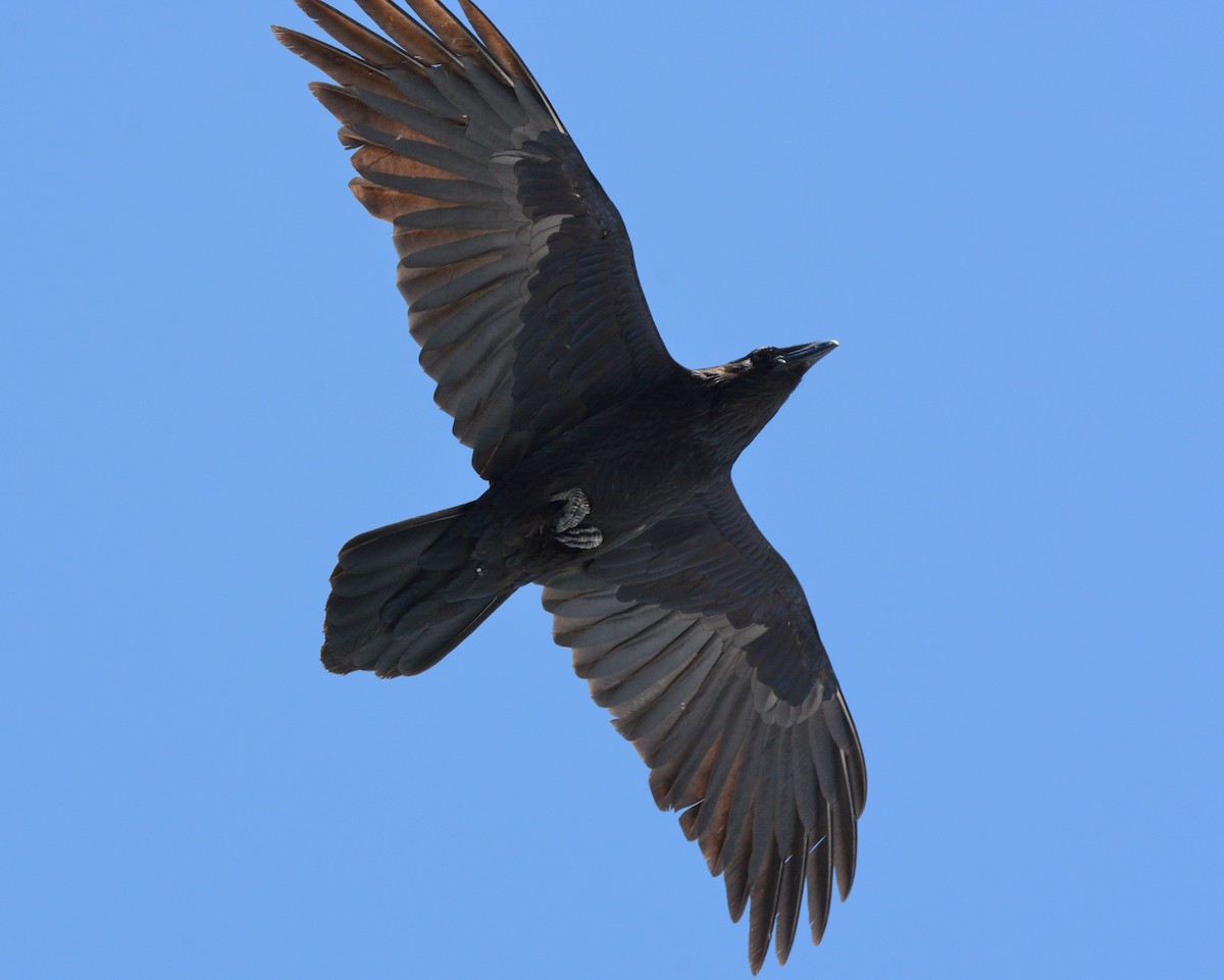 Common Raven - ML162772571