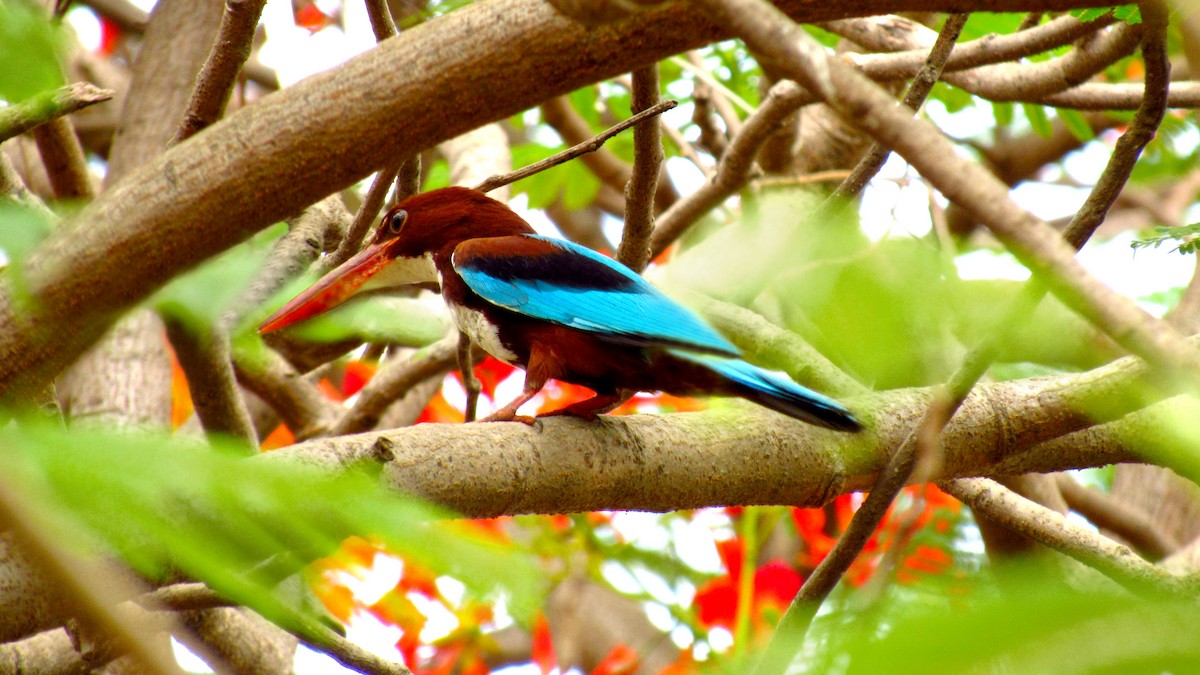 White-throated Kingfisher - Avani Shukla