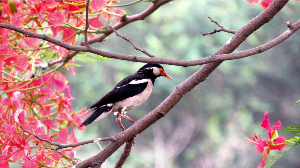 Indian Pied Starling - ML162774041