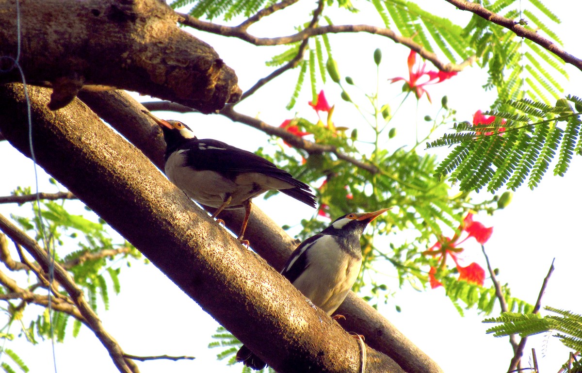 Indian Pied Starling - ML162774051