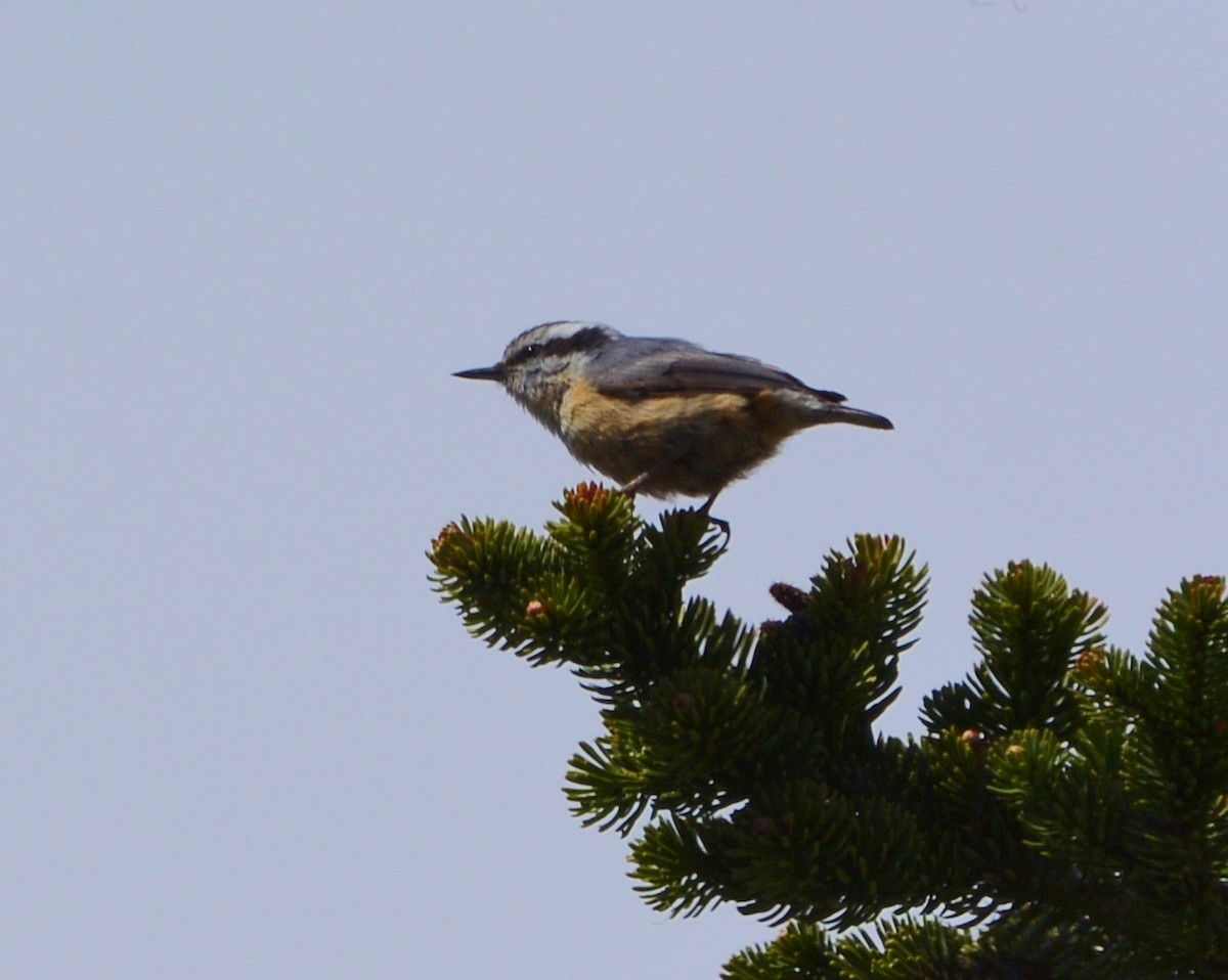 Red-breasted Nuthatch - ML162774151