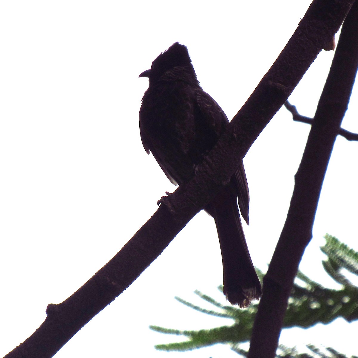 Red-vented Bulbul - ML162774261