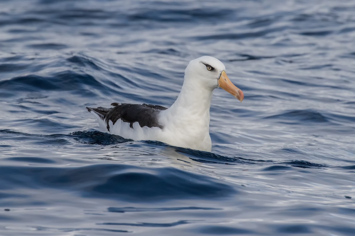 Black-browed Albatross (Campbell) - ML162774351