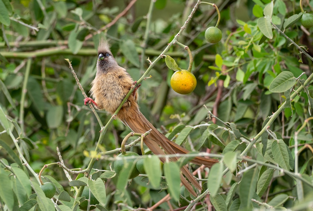 Speckled Mousebird - ML162777901