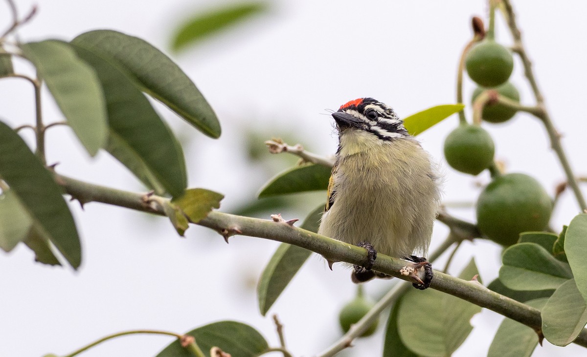 Red-fronted Tinkerbird - Forest Botial-Jarvis