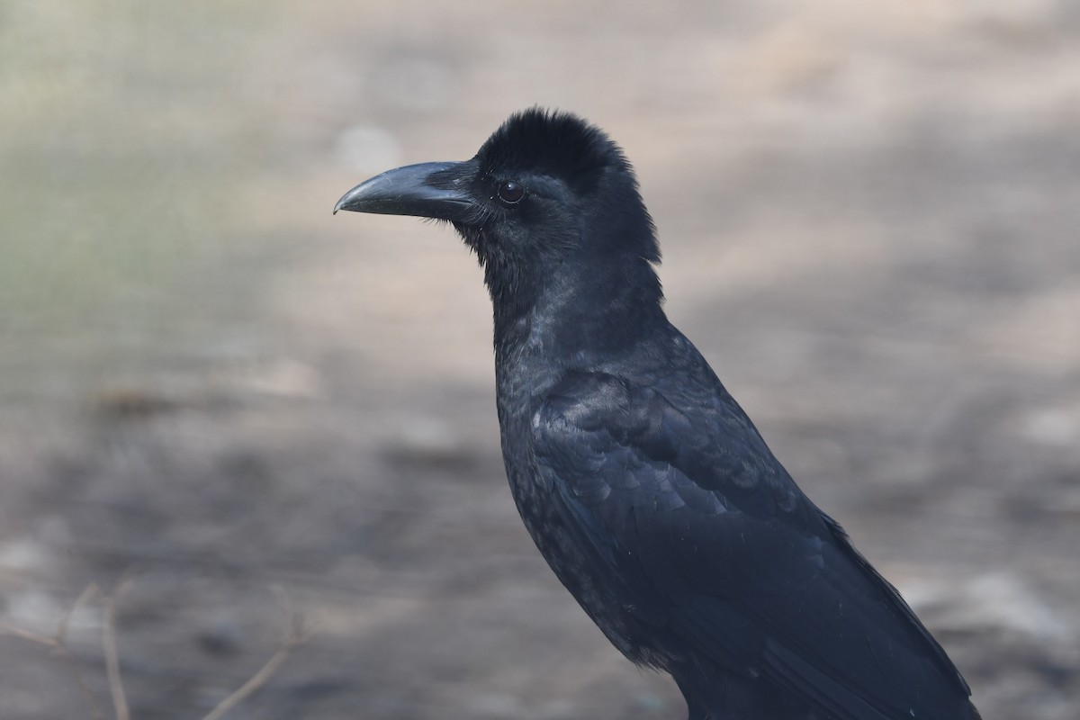 Large-billed Crow - Sriram Reddy