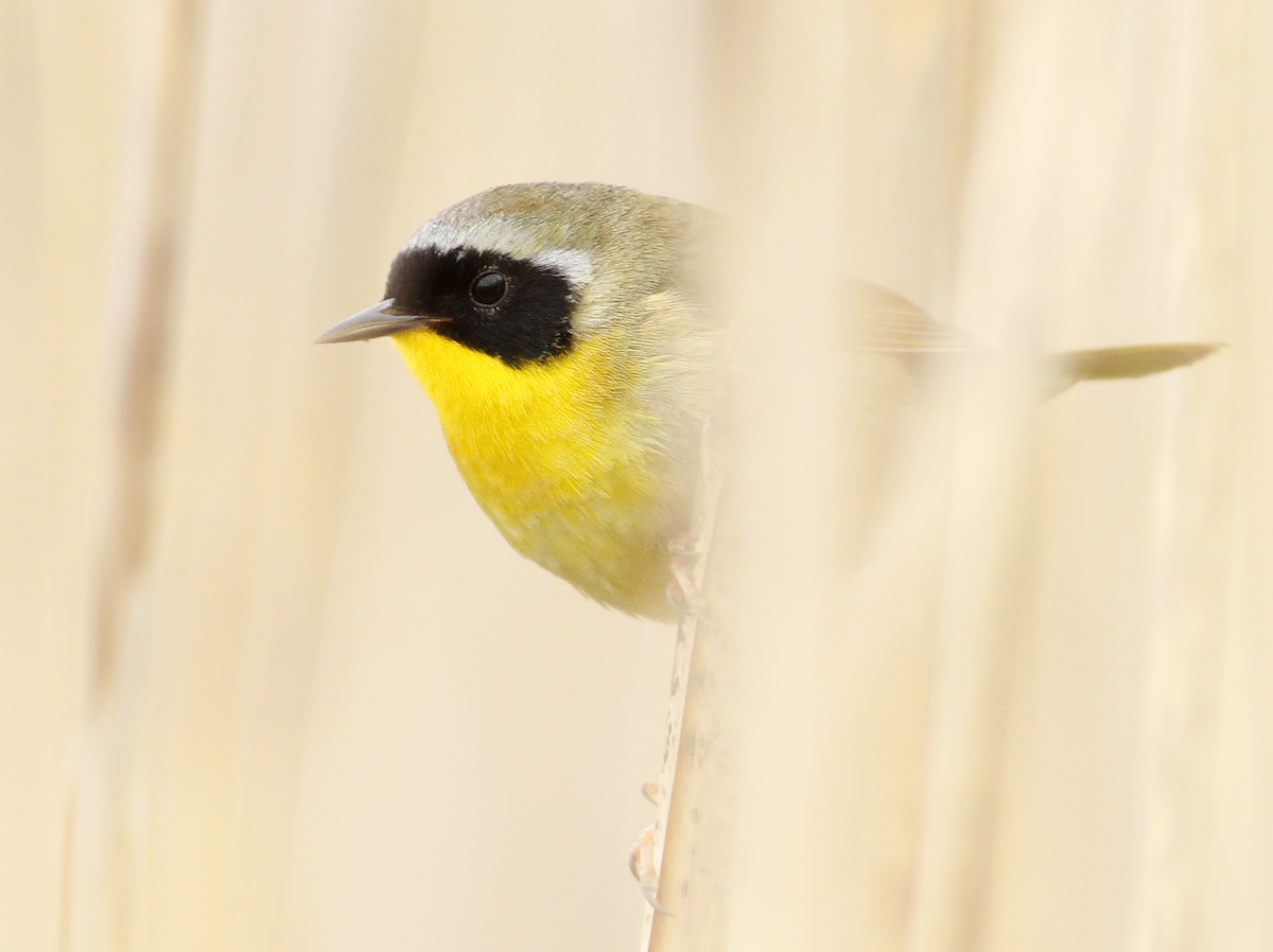 Common Yellowthroat - Andy Eckerson