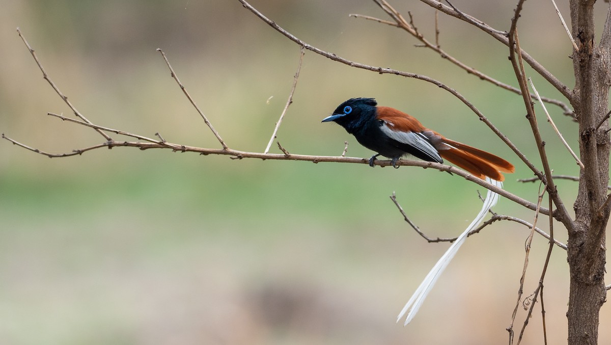 African Paradise-Flycatcher - Forest Botial-Jarvis