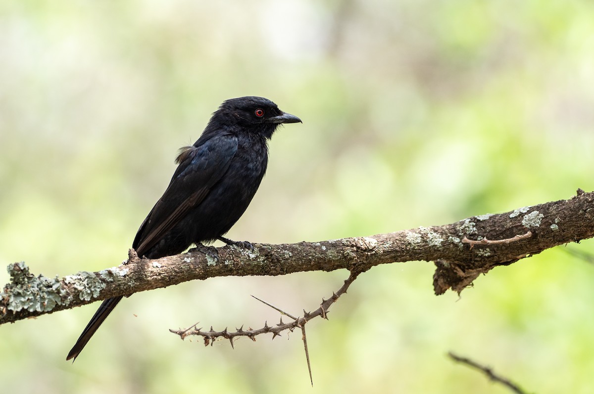 Fork-tailed Drongo - ML162780691