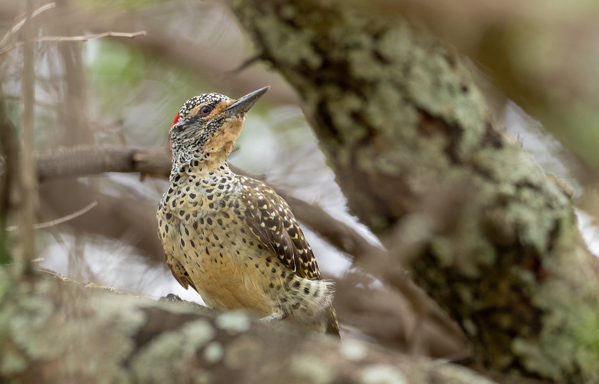 Nubian Woodpecker - ML162780931
