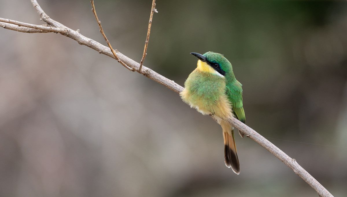 Ethiopian Bee-eater - ML162781211
