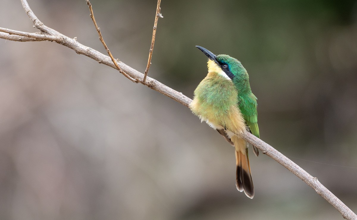 Ethiopian Bee-eater - ML162781221