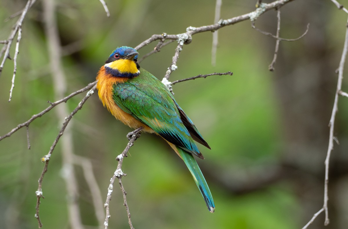 Ethiopian Bee-eater - Forest Botial-Jarvis