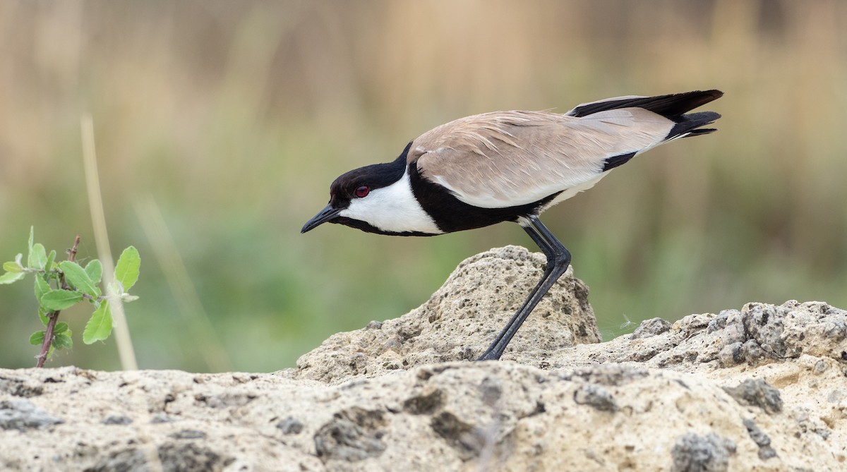 Spur-winged Lapwing - ML162781361