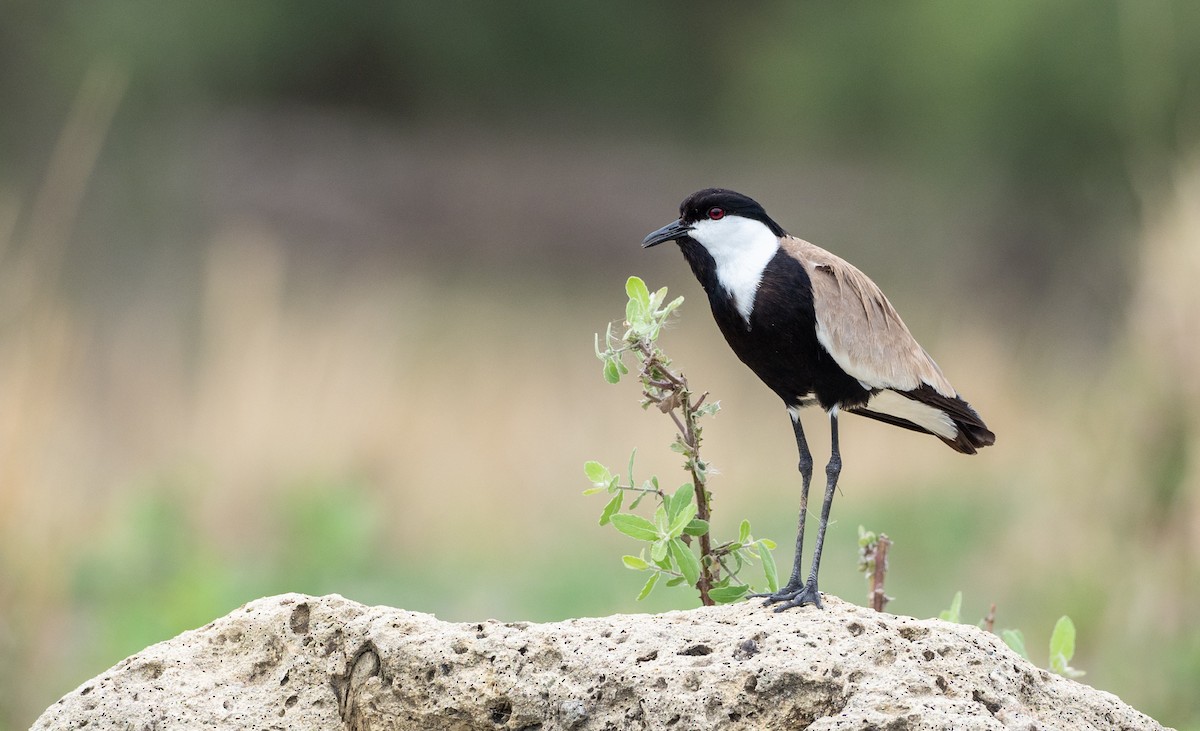 Spur-winged Lapwing - ML162781371
