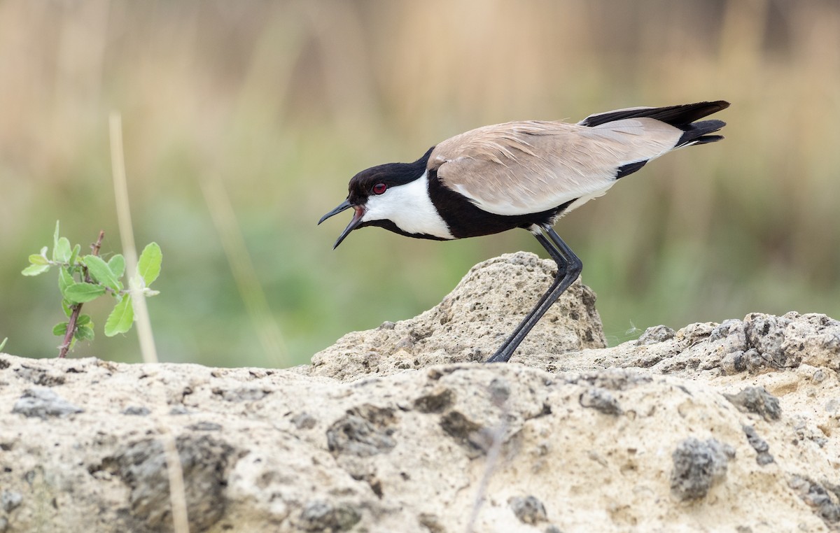 Spur-winged Lapwing - ML162781381