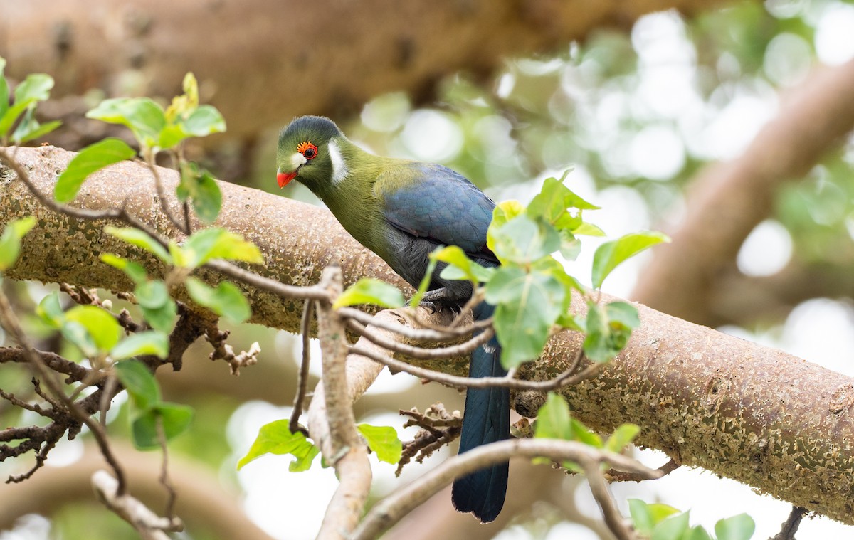 White-cheeked Turaco - Forest Botial-Jarvis