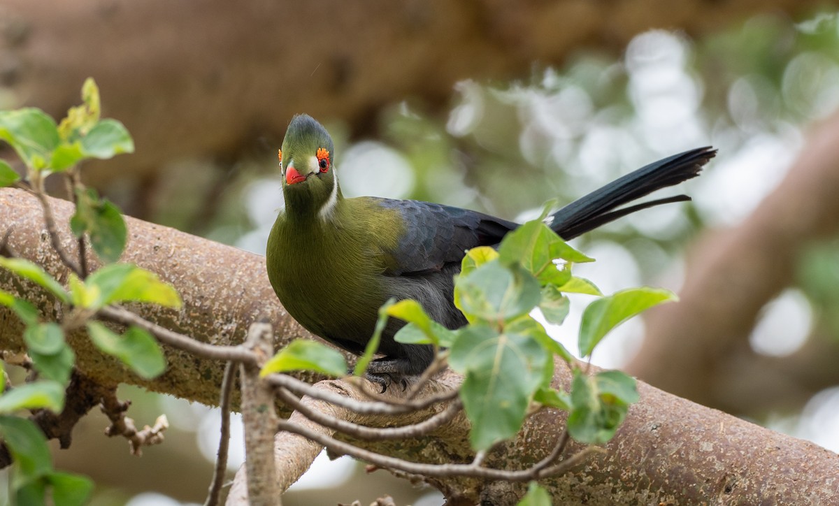 White-cheeked Turaco - Forest Botial-Jarvis