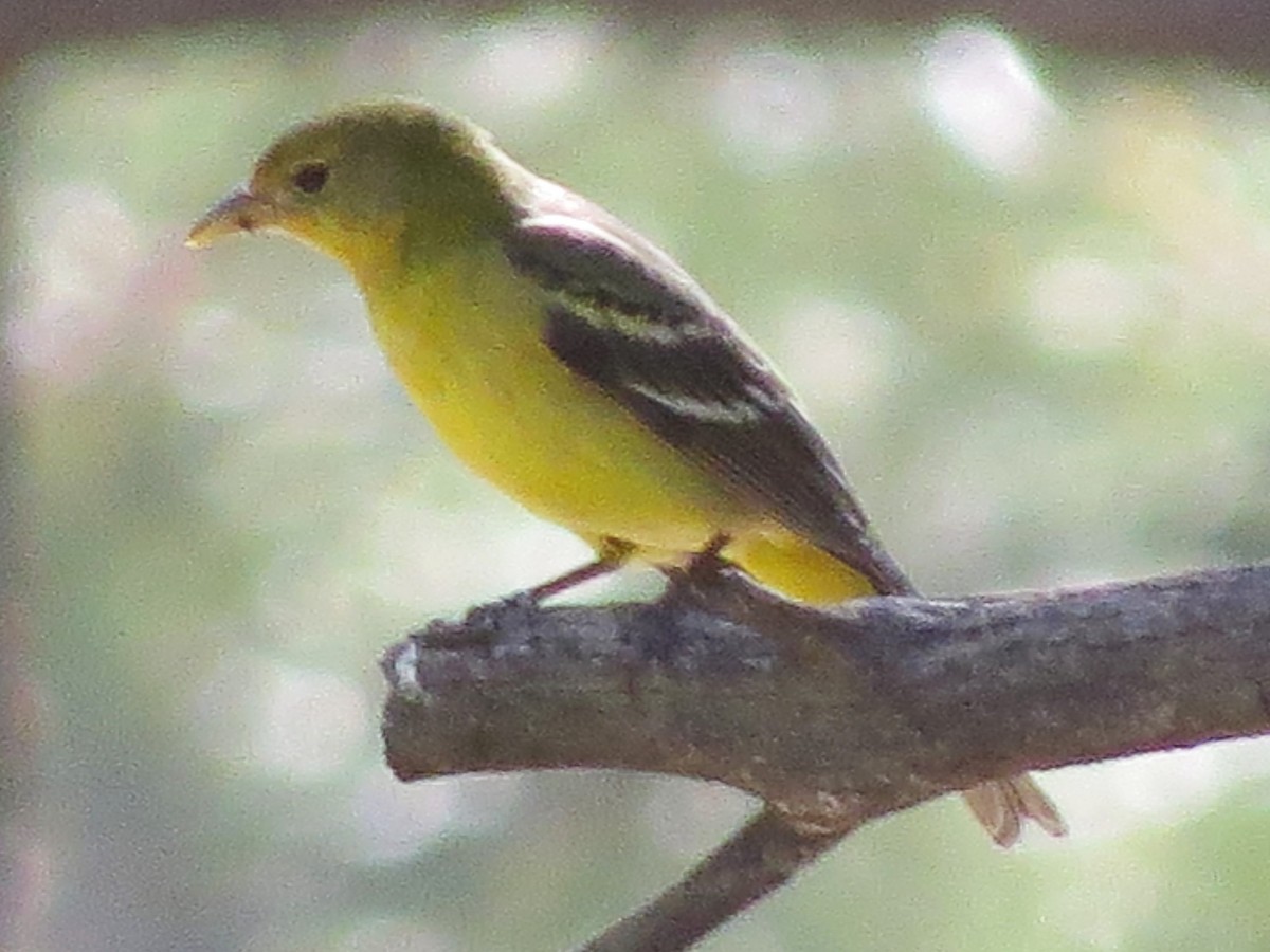 Western Tanager - ML162782581