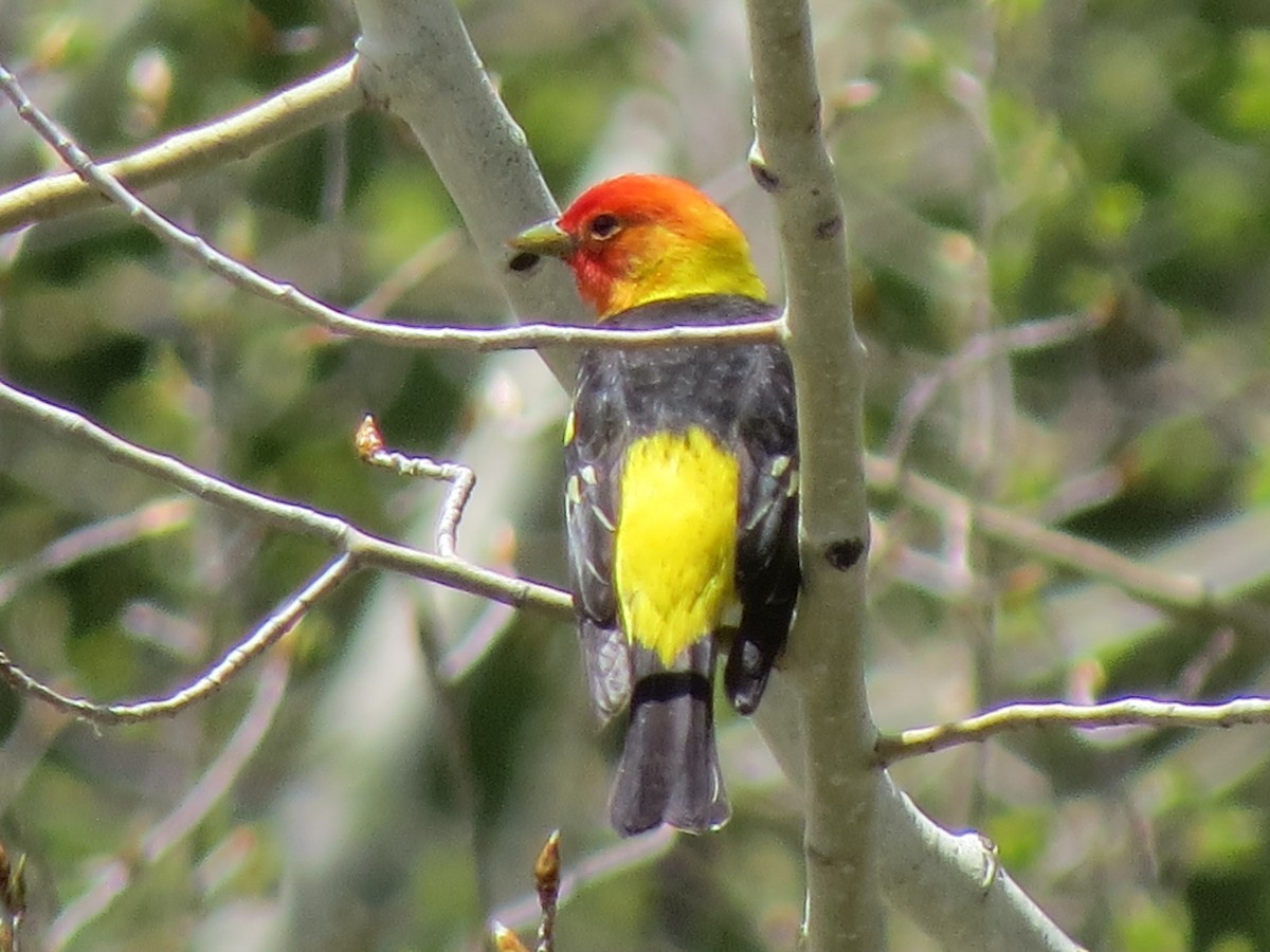Western Tanager - ML162782591