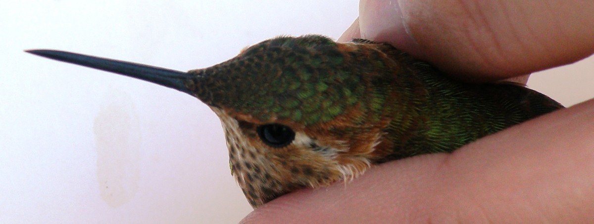 Allen's Hummingbird - ML162783651