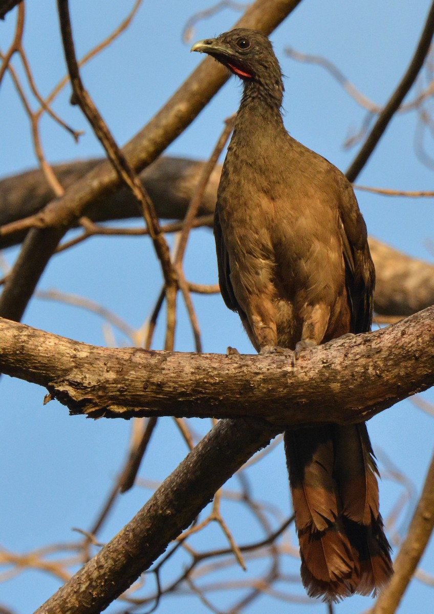 Rufous-vented Chachalaca (Rufous-tipped) - William Stephens