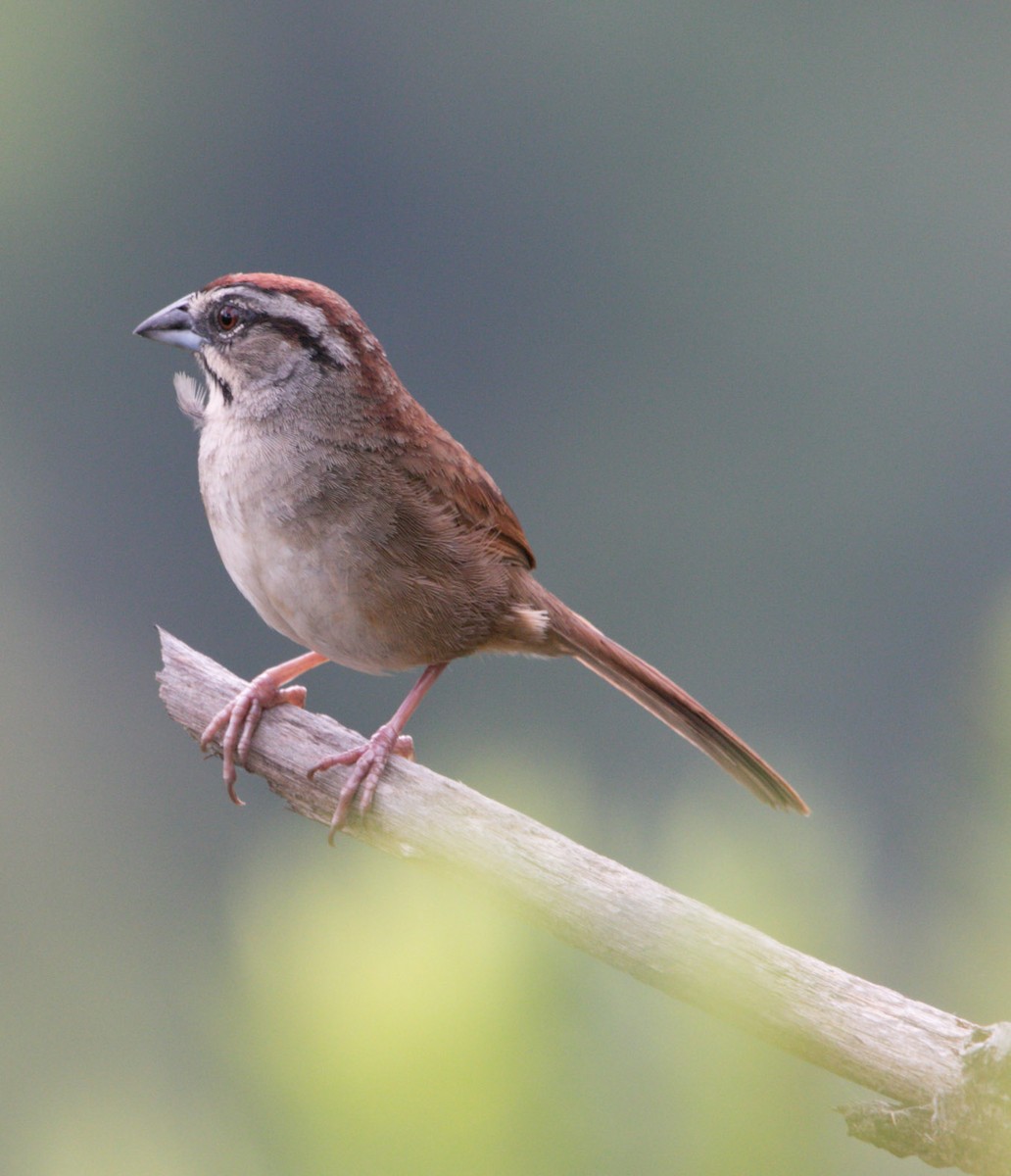 Rusty Sparrow - Isaias Morataya