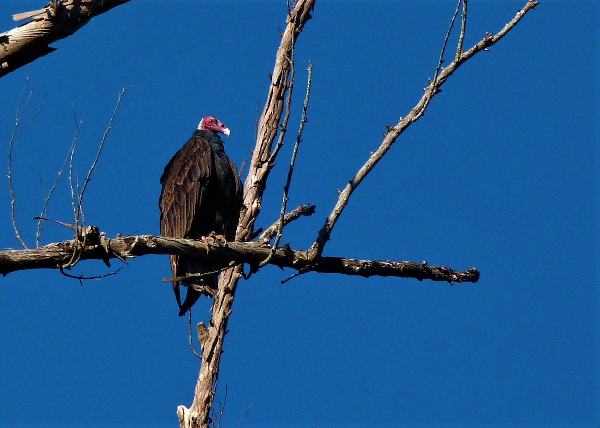 Turkey Vulture - ML162795841