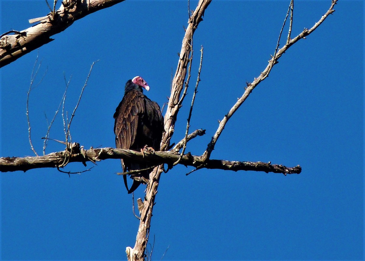 Turkey Vulture - ML162795851