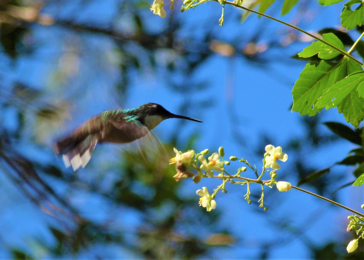 White-throated Hummingbird - Carlos Otávio Gussoni