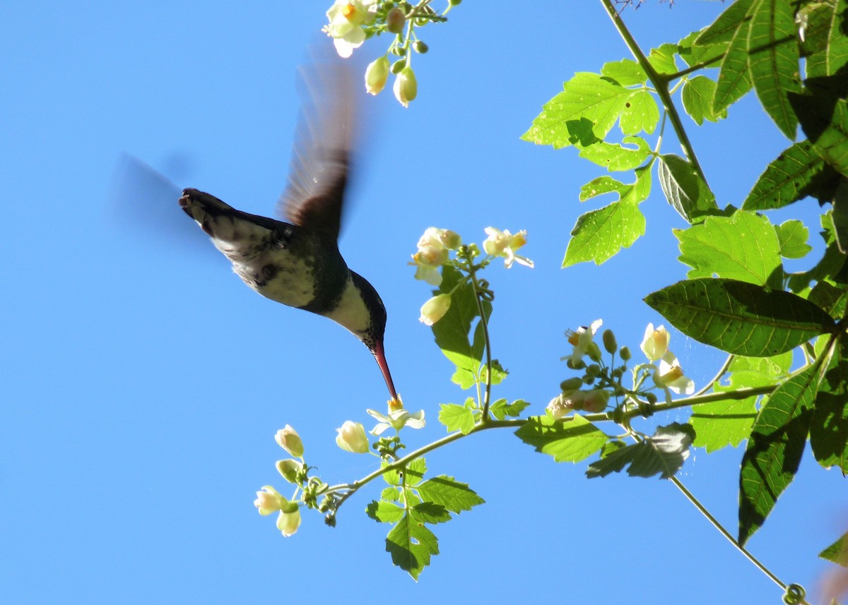 White-throated Hummingbird - ML162796001