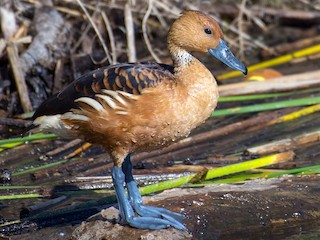  - Fulvous Whistling-Duck
