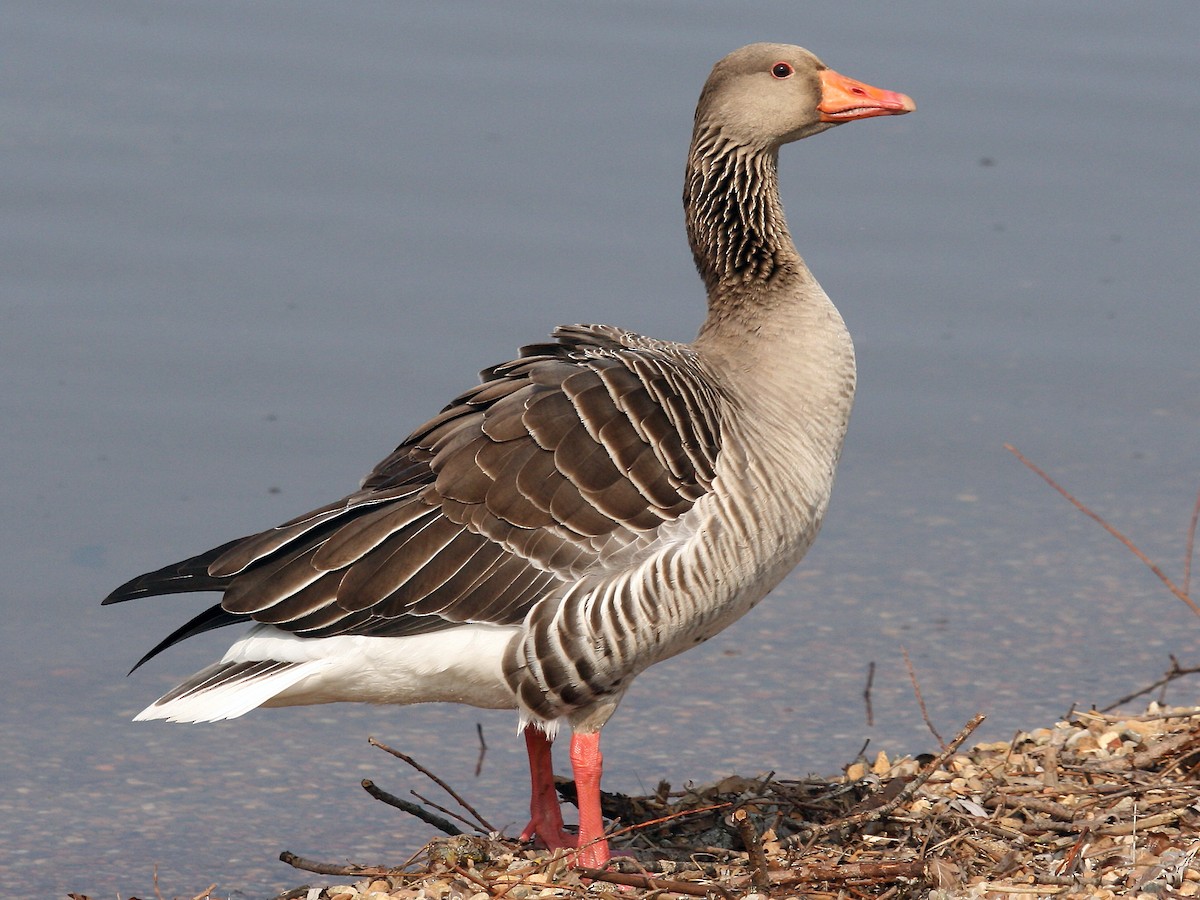 File:Greylag goose feathers - geograph.org.uk - 1235789.jpg