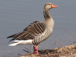 greylag goose egg rolling