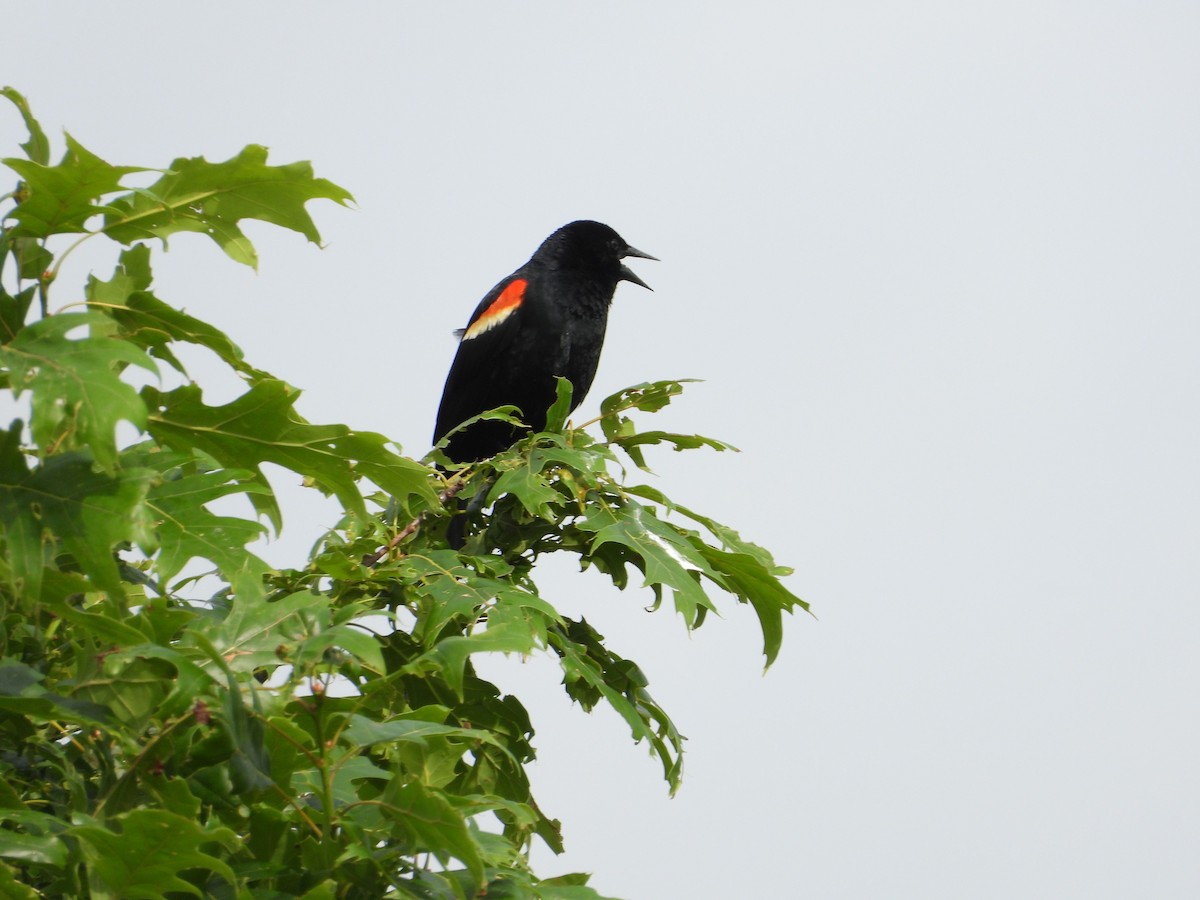 Red-winged Blackbird - ML162803491
