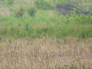 Ring-necked Pheasant, ML162803711