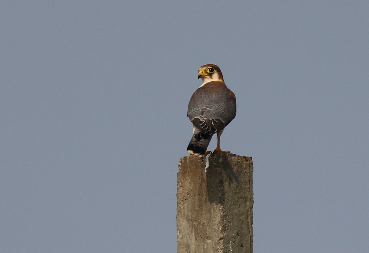Red-necked Falcon - Vijaya Lakshmi