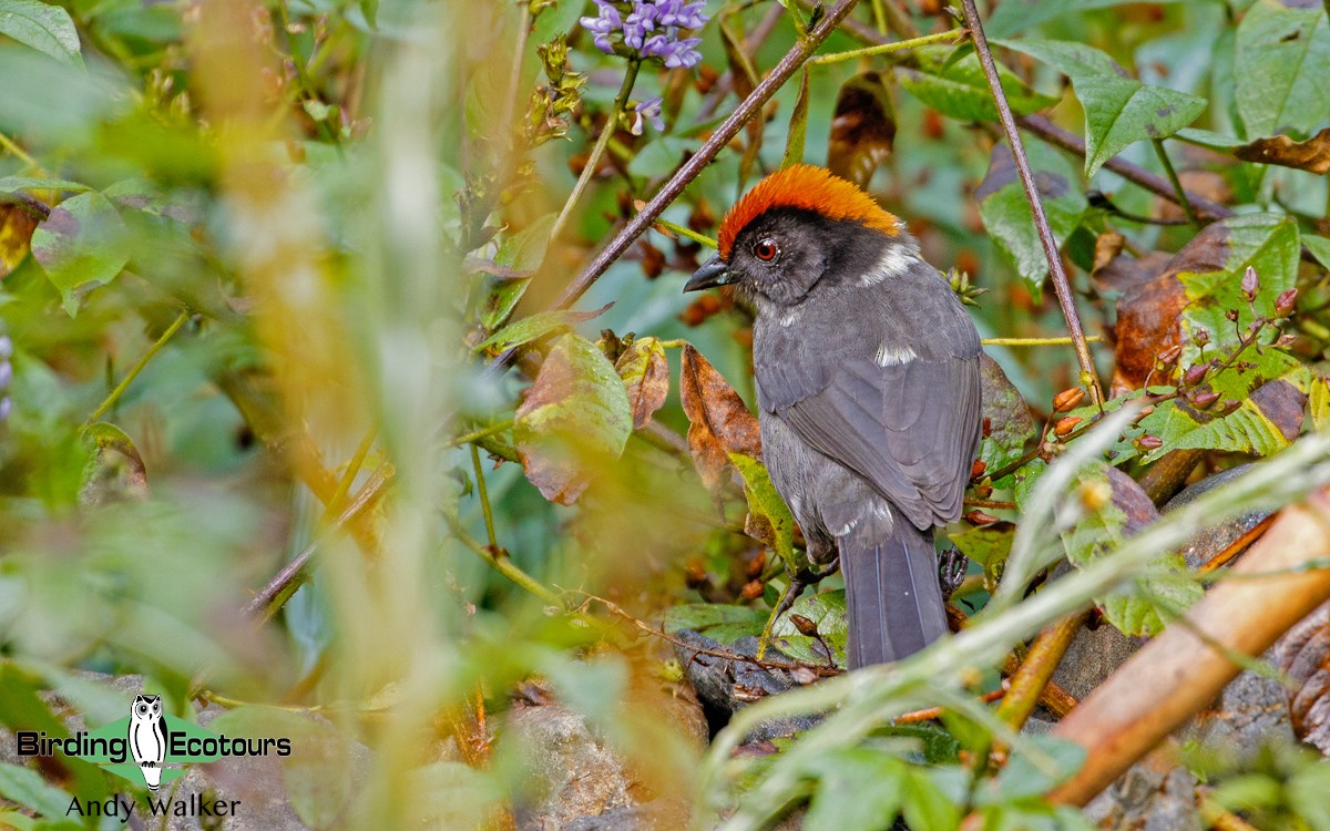 Cuzco Brushfinch - Andy Walker - Birding Ecotours