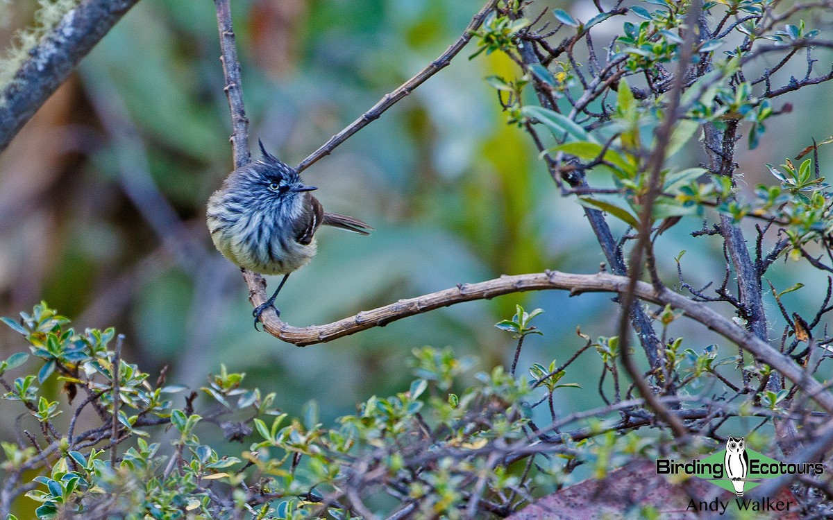 Tufted Tit-Tyrant - Andy Walker - Birding Ecotours