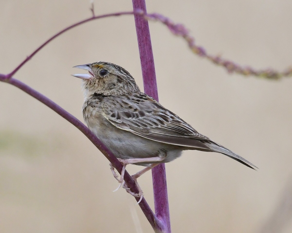 Grasshopper Sparrow - ML162810861