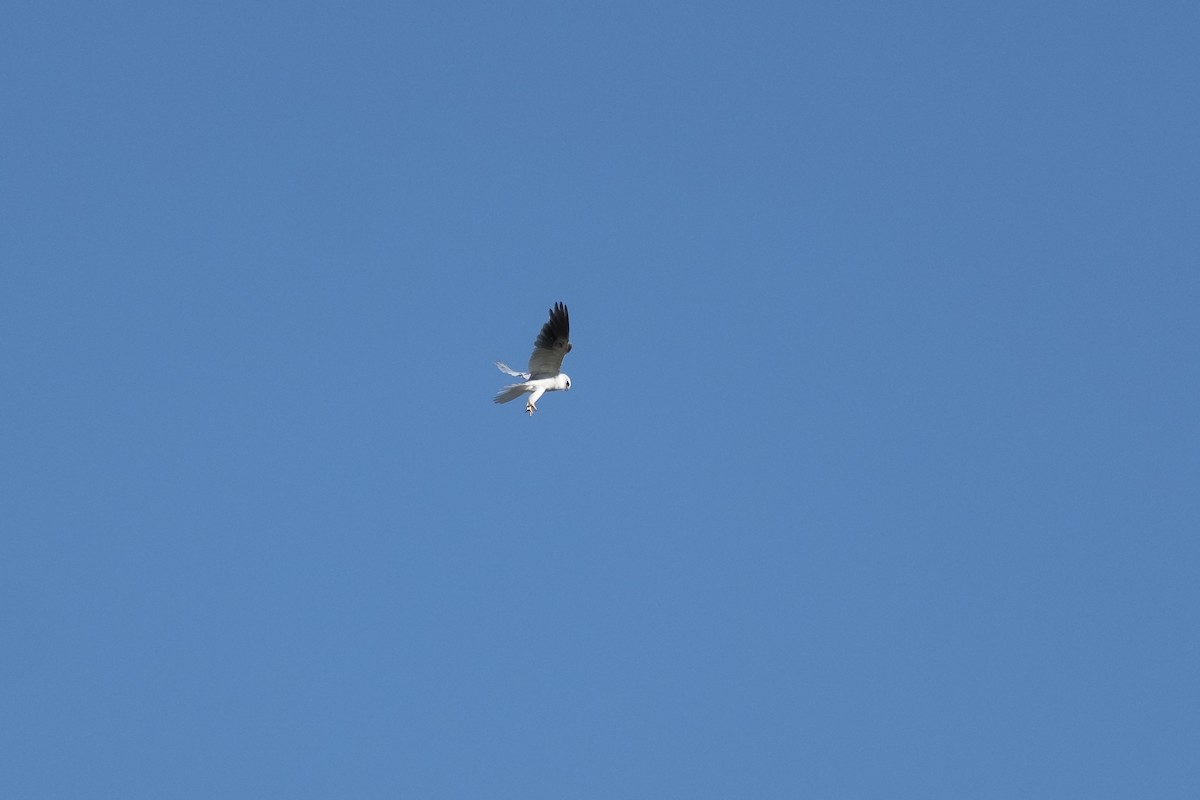 White-tailed Kite - ML162813731