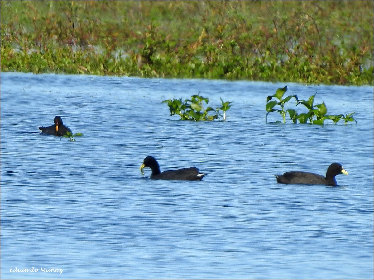 Red-fronted Coot - ML162815051