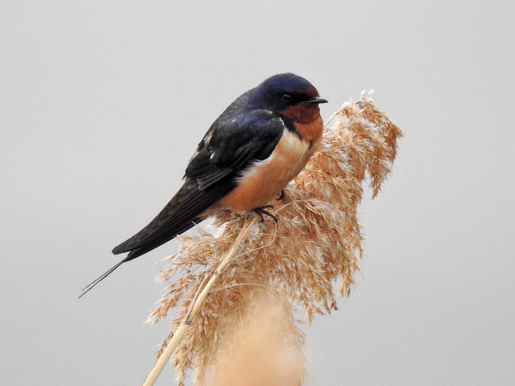 Barn Swallow - ML162815941