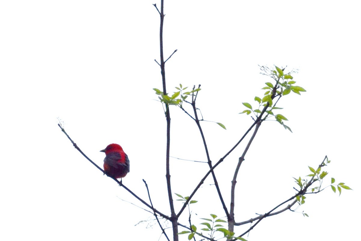 Scarlet Tanager - ML162816961